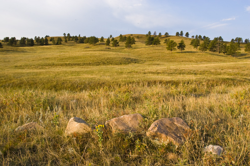 Prairie In Early Morning Light